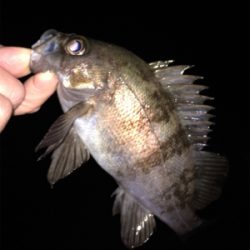 少し上向きメバリング