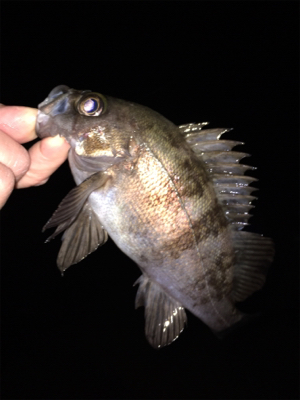 少し上向きメバリング