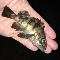 明石でメバリング