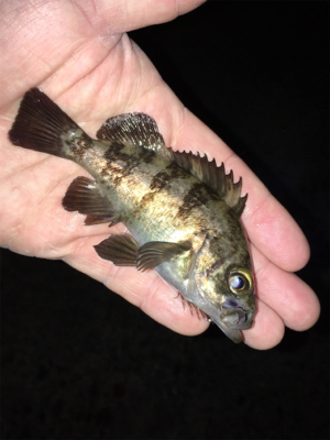 明石でメバリング