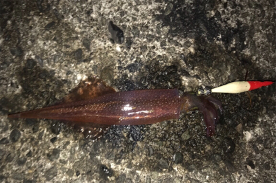 メバリングとエギングランガン