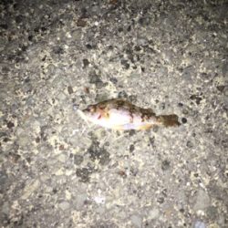 初フラットフィッシュ(アジング＆メバリング)