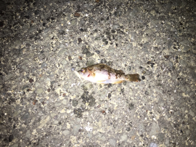 初フラットフィッシュ(アジング＆メバリング)