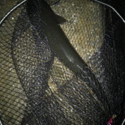 ナイトシーバスからの朝マズメ