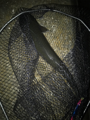 ナイトシーバスからの朝マズメ