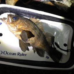 そよ風メバリング