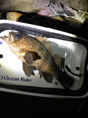 そよ風メバリング