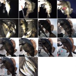 春のあけぼのあじんぐ(釣行 其の拾弐)