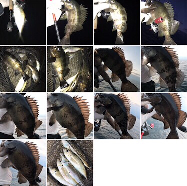 春のあけぼのあじんぐ(釣行 其の拾弐)