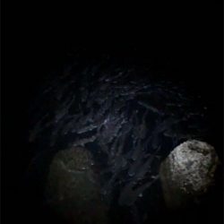 ガシリングナイトゲーム/ボラリングも