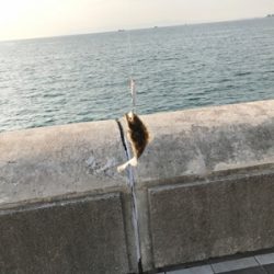 回遊無しです。