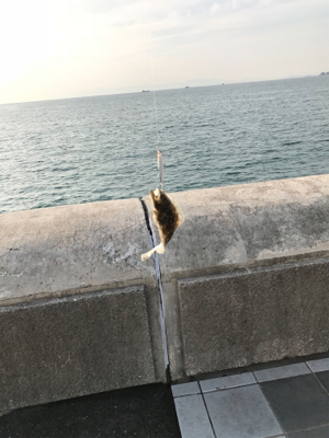 回遊無しです。