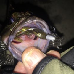 大阪湾ロックフィッシュゲーム