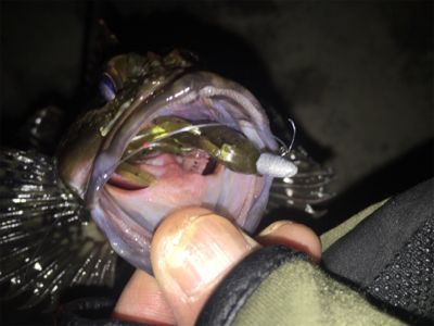 大阪湾ロックフィッシュゲーム