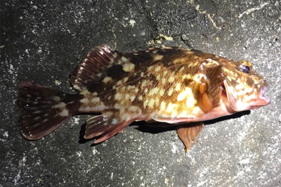 昨年のこの時期を再現できるか？