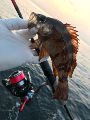 んん~(釣行 其の拾参)