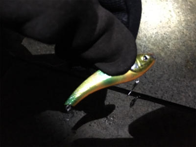 18年淀川 初釣果