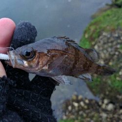 豆メバルの襲撃