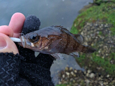 豆メバルの襲撃