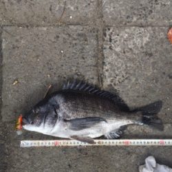 やっぱりSRクランク♪