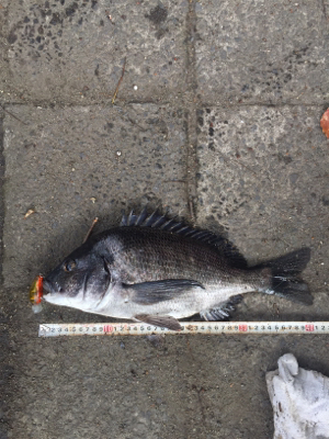 やっぱりSRクランク♪