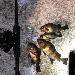 鯖祭り〜のプラッキング@福良漁港