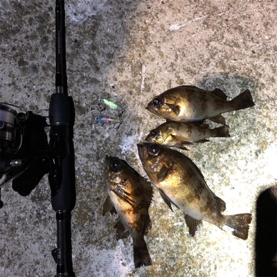 鯖祭り〜のプラッキング@福良漁港