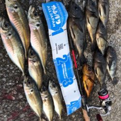 このメバルかっけぇ(`ロ´)(釣行 其の拾四)