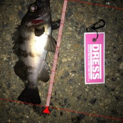 メバルプラッキング