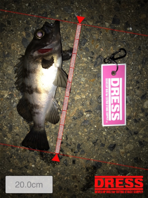 メバルプラッキング