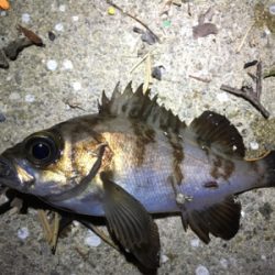 デイチヌやナイトメバリング！