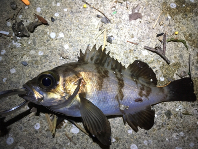 デイチヌやナイトメバリング！