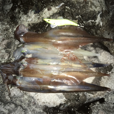 ヤリイカエギング