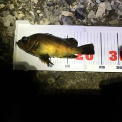 陸っぱりからハモ？