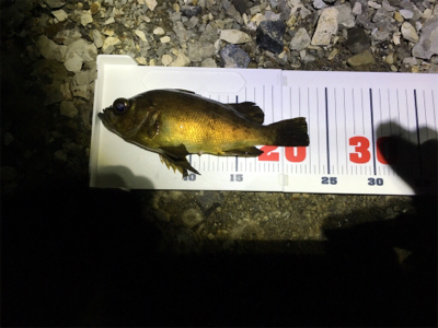 陸っぱりからハモ？