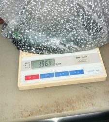 久々のイカ釣り