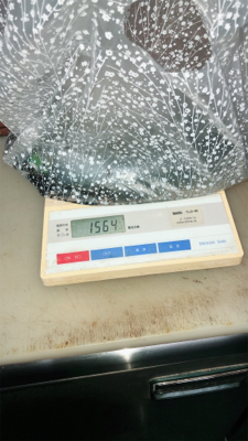 久々のイカ釣り