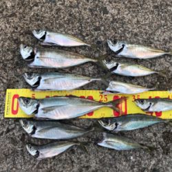 やっぱり尺はいた！！