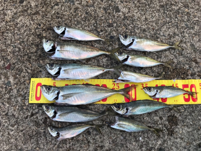 やっぱり尺はいた！！