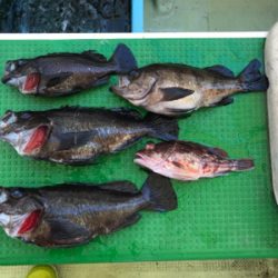 メバルサビキ  丸松乗合船