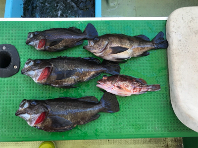 メバルサビキ  丸松乗合船