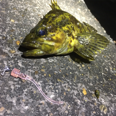 満潮前は絶好調！