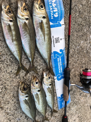 めゔぁる は ゐずこへ(釣行其の拾五)