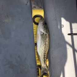 桜花トップウォーター