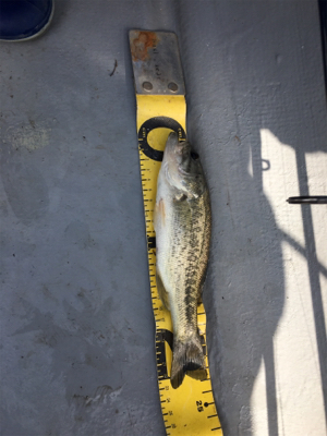 桜花トップウォーター