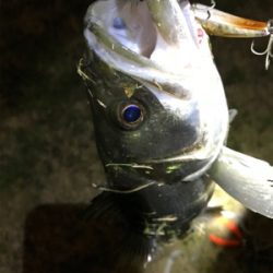 シーバス 73センチ