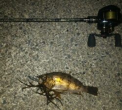 獰猛なメバル達