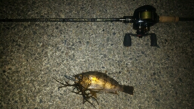 獰猛なメバル達