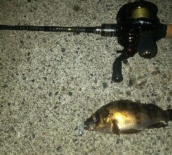 春の訪れメバルポンポン