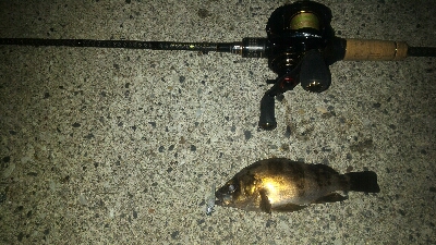 春の訪れメバルポンポン